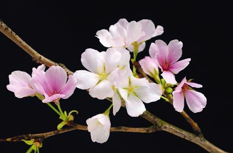 Cherry Blossoms - Køb billig fototapet med kirsebærblomster online her