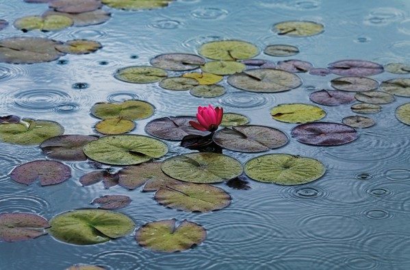 Waterlilies - Køb billig fototapet med vandliljer på en sø online her