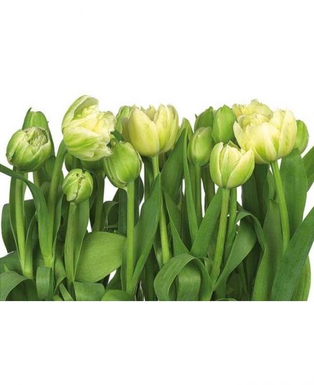 Tulips 8-900