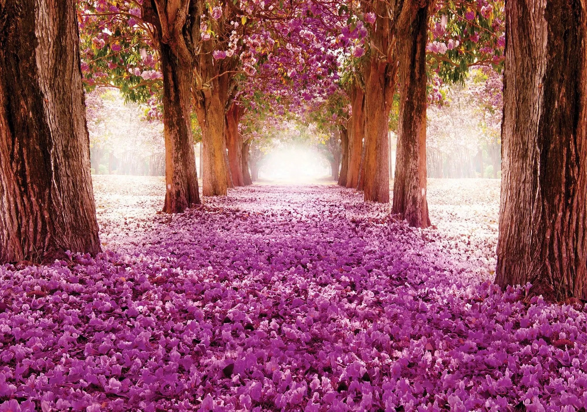 Billede 1 af Fototapet - Allé med lilla blomster i træernes kroner og på skovbunden