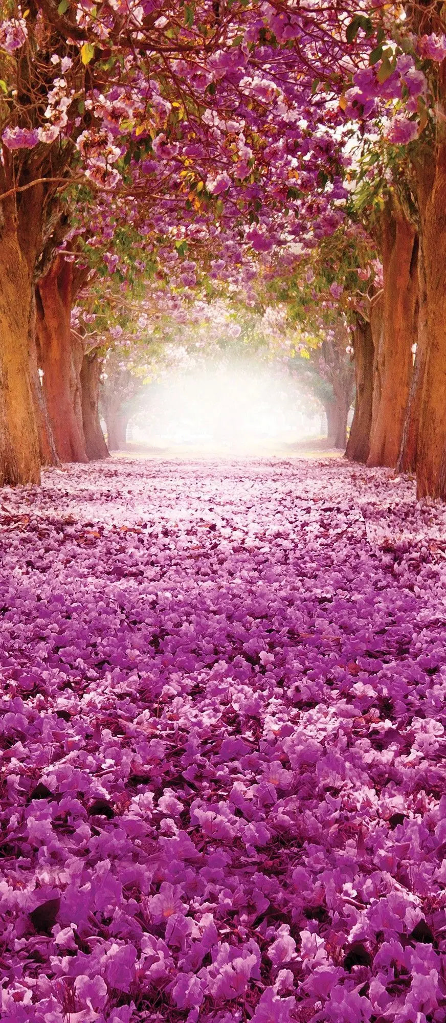 Billede 14 af Fototapet - Allé med lilla blomster i træernes kroner og på skovbunden