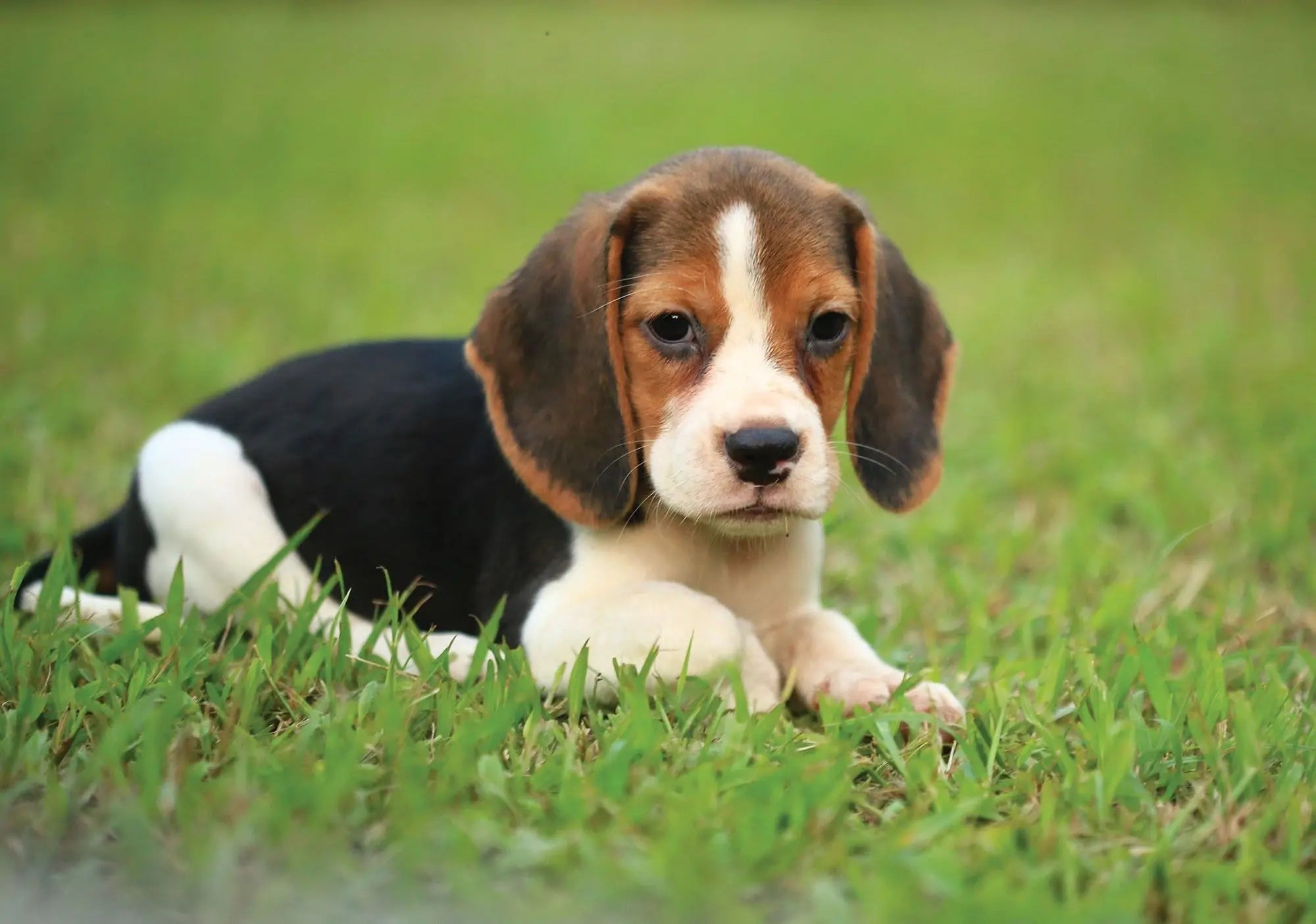 Billede 1 af Fototapet - Beagle hvalp ligger på grøn græsplæne