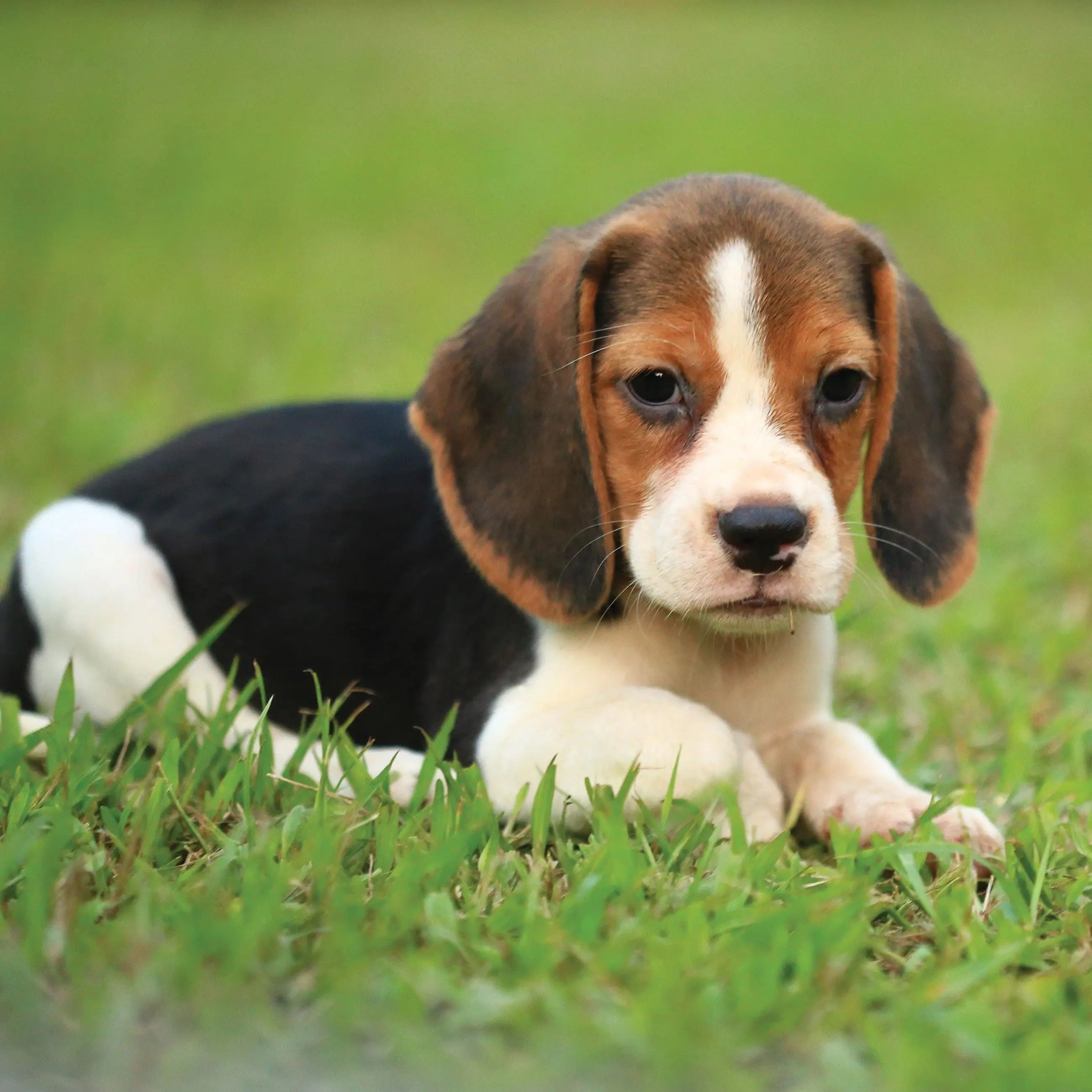 Billede 10 af Fototapet - Beagle hvalp ligger på grøn græsplæne