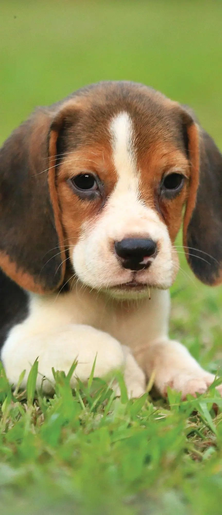 Billede 11 af Fototapet - Beagle hvalp ligger på grøn græsplæne