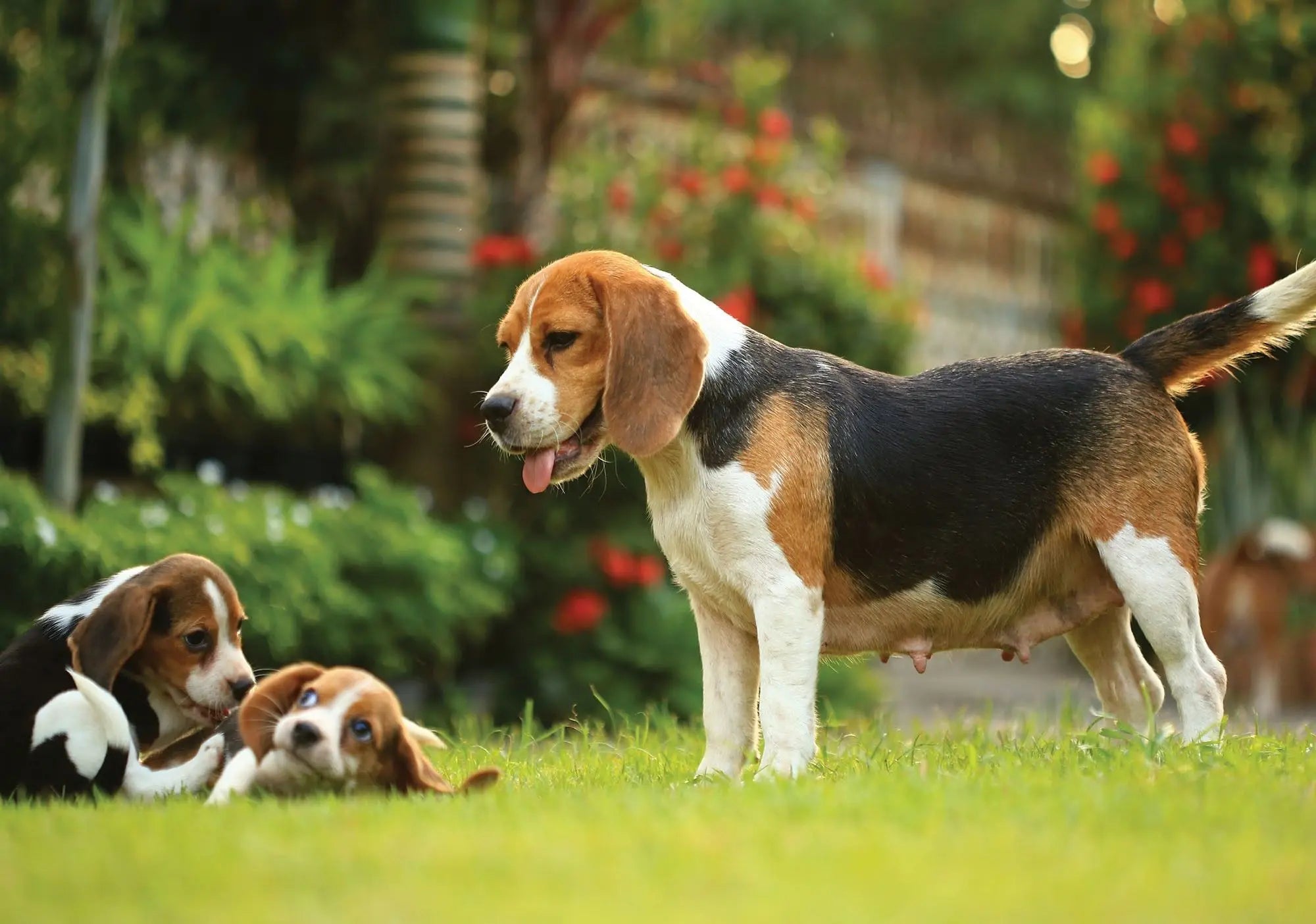 Billede 1 af Fototapet - Beaglehund med to hvalpe på græsplænen