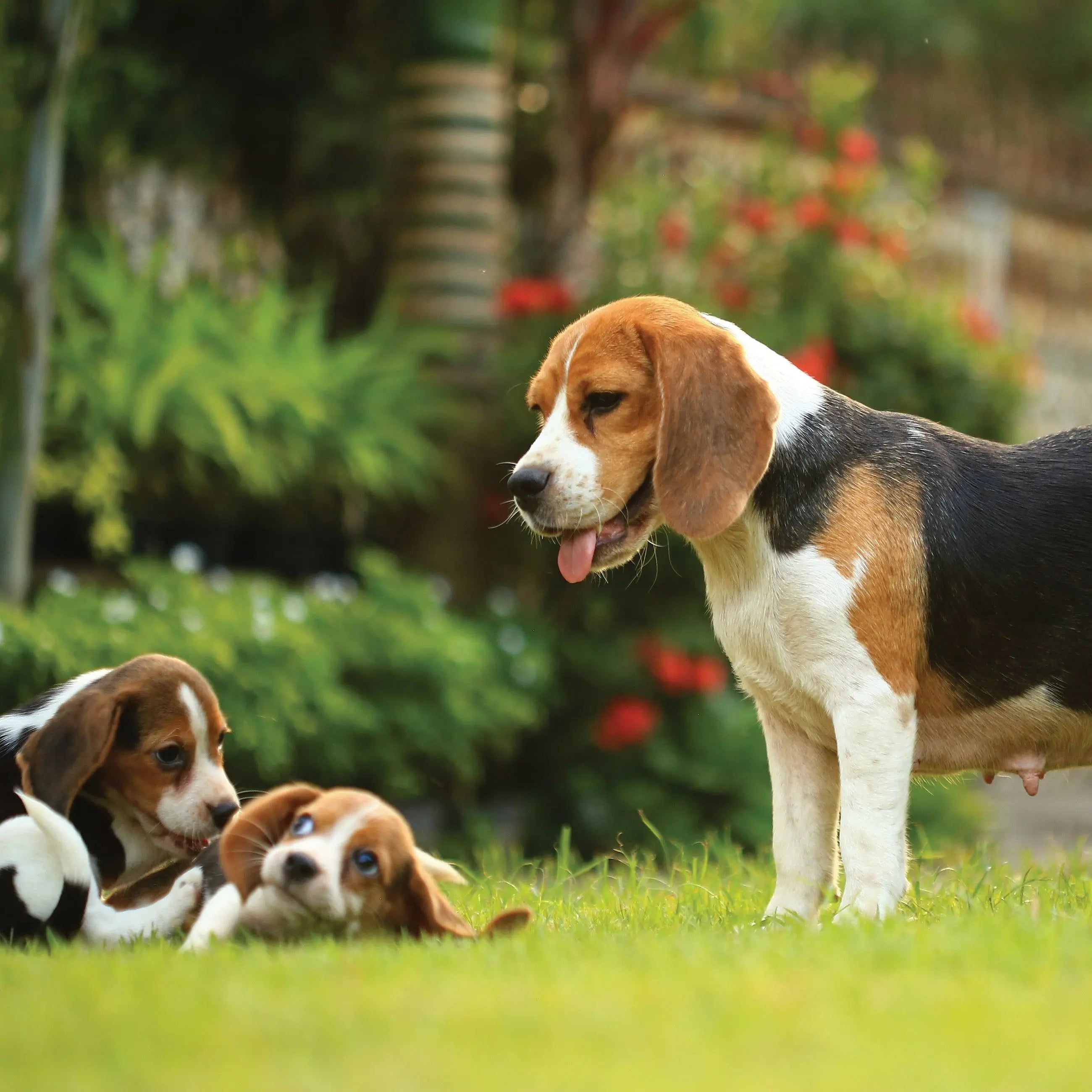 Billede 10 af Fototapet - Beaglehund med to hvalpe på græsplænen