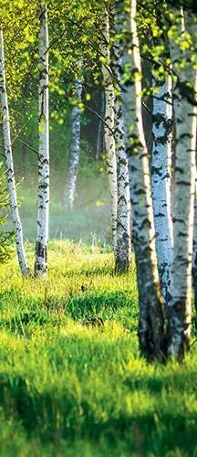 Billede 8 af Fototapet - Birkeskov med solskin og grønne græsser