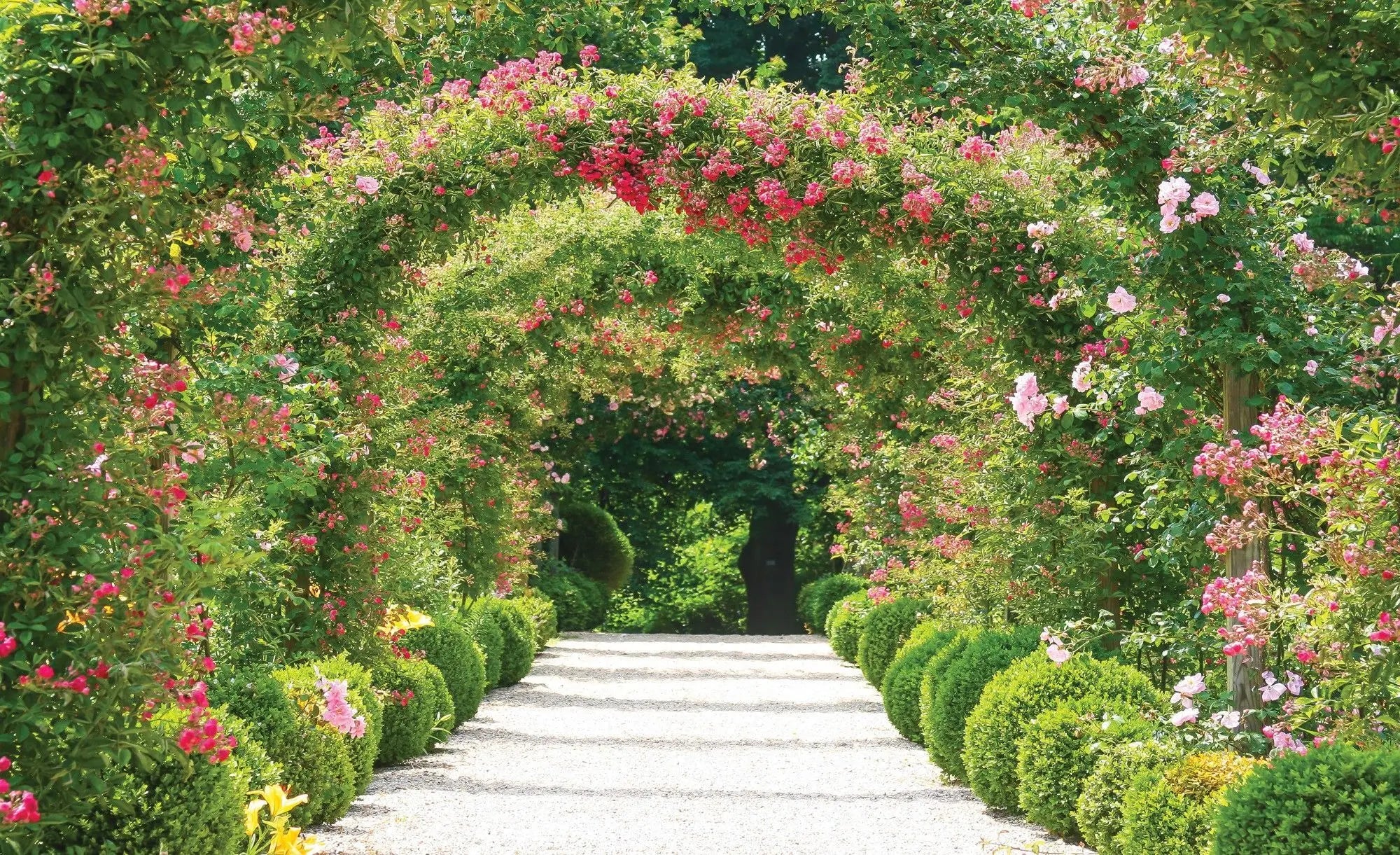 Billede 1 af Fototapet - Blomsterdækkede buer over grussti i solskin