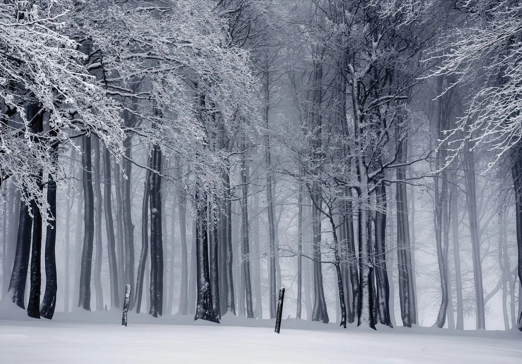 Billede 1 af Fototapet - Bøgeskov i vinter med sne på træer