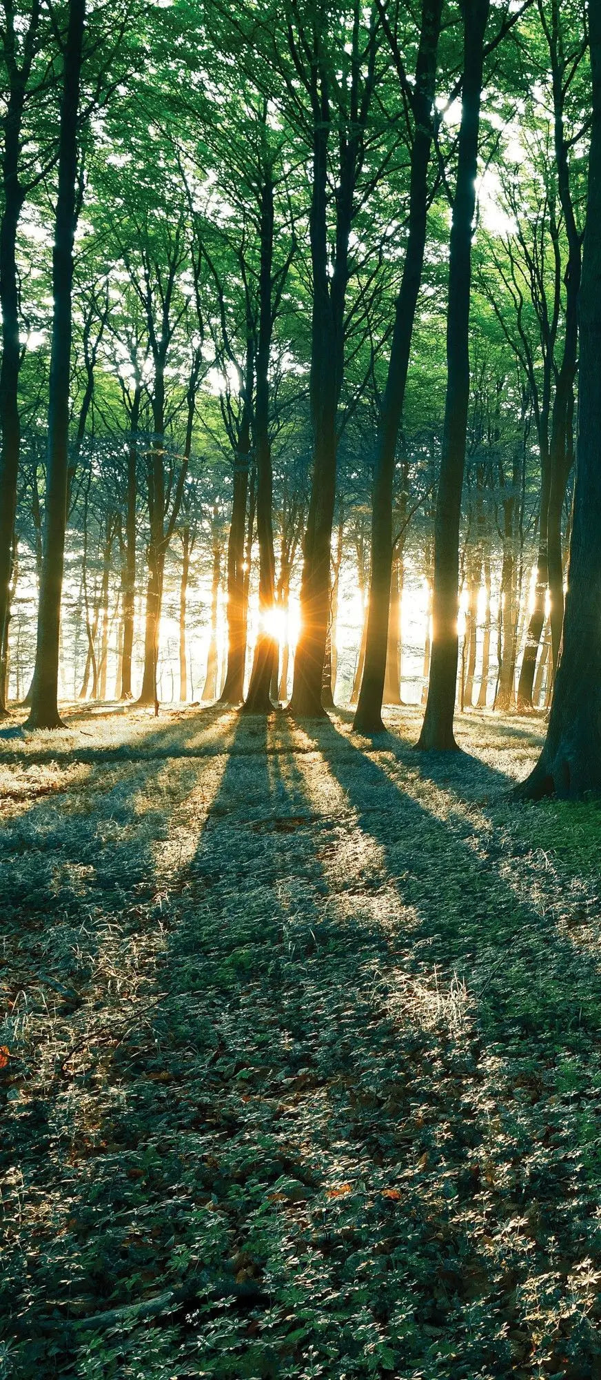 Billede 7 af Fototapet - Bøgeskov med sollys og skygger om morgenen