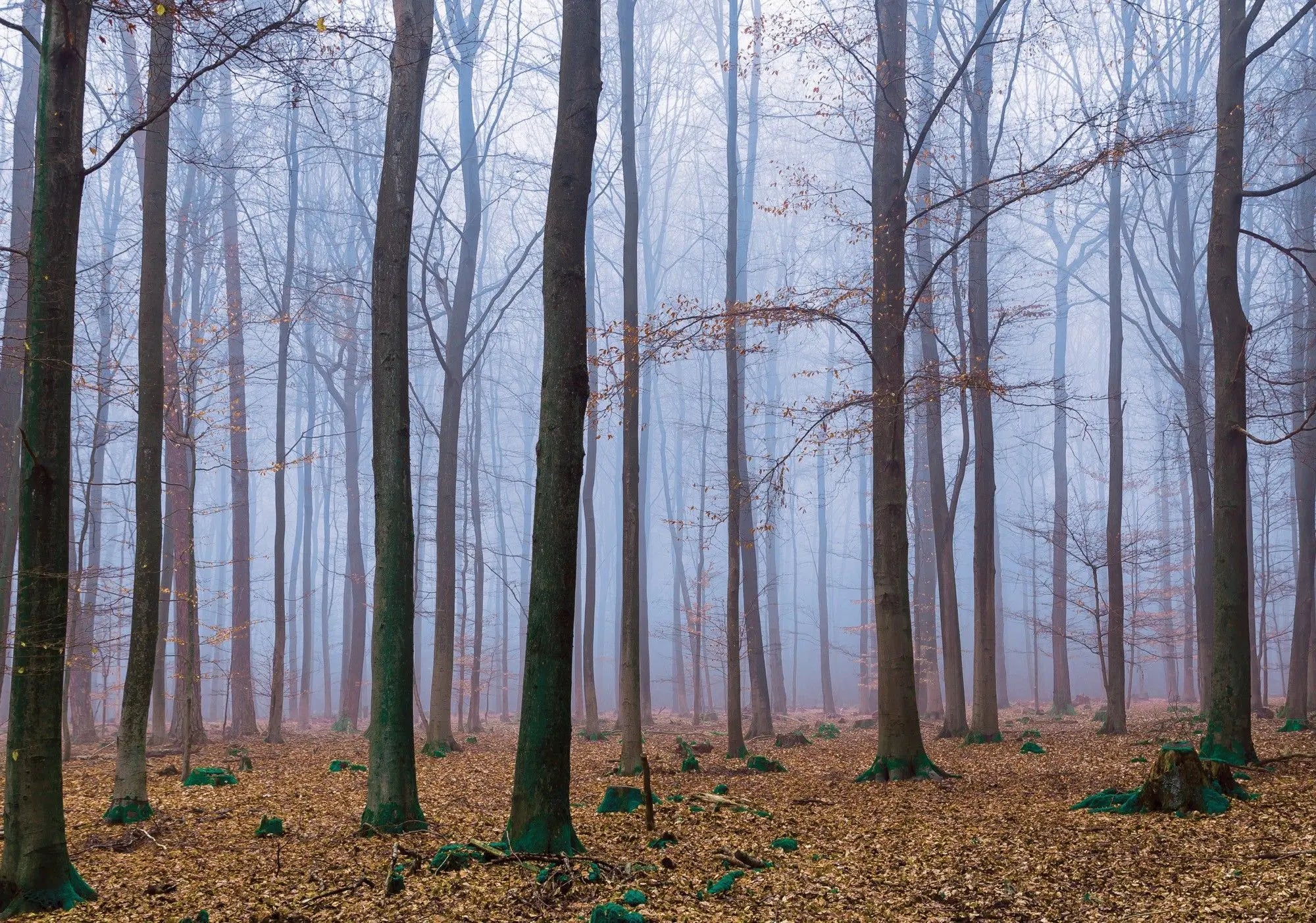 Billede 1 af Fototapet - Bøgeskov med tåge og efterårsblade