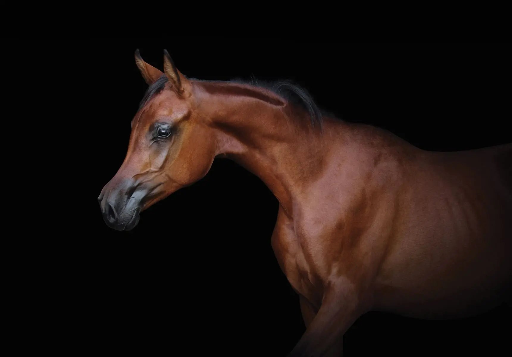 Billede 1 af Fototapet - Brun hest mod sort baggrund højrevendt