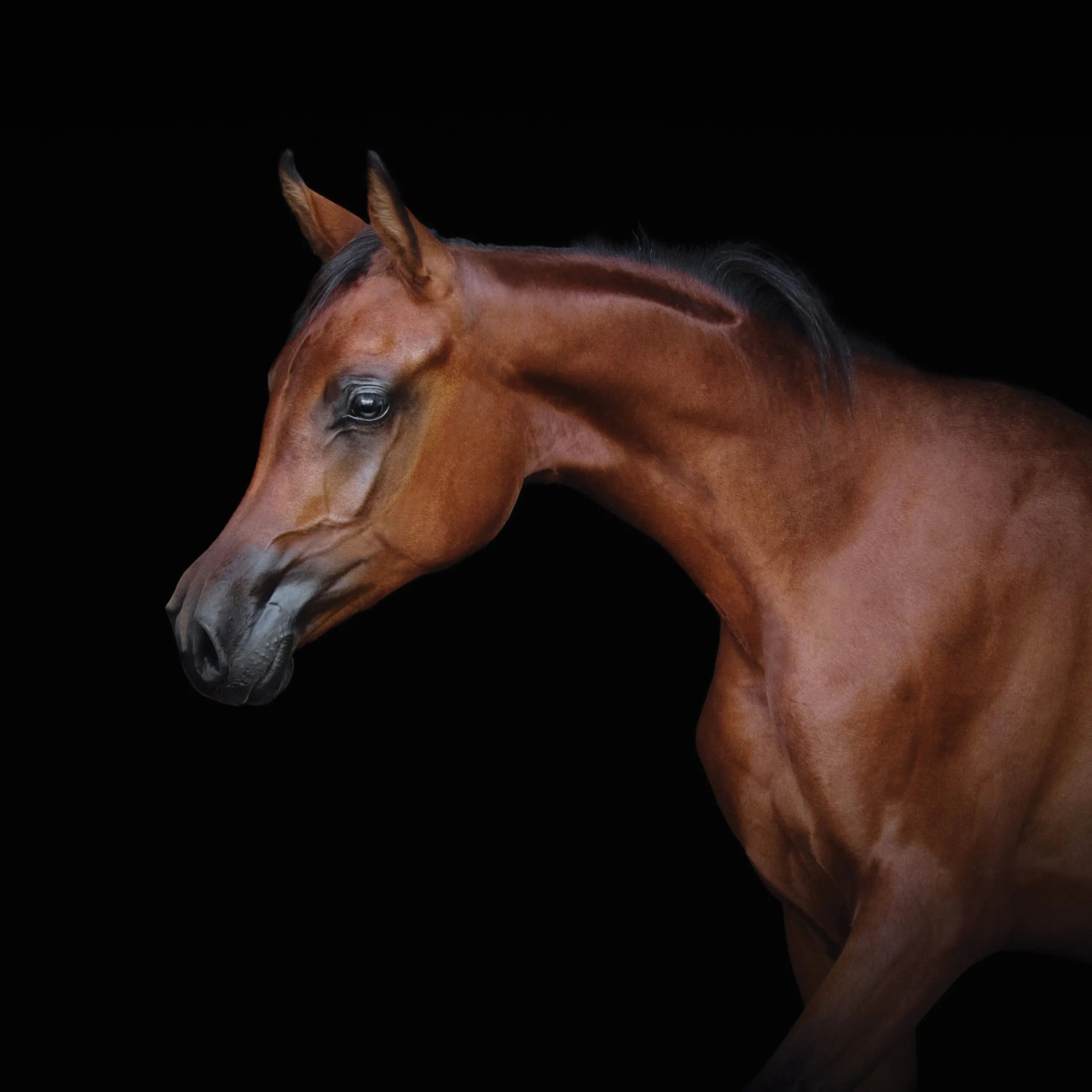 Billede 13 af Fototapet - Brun hest mod sort baggrund højrevendt