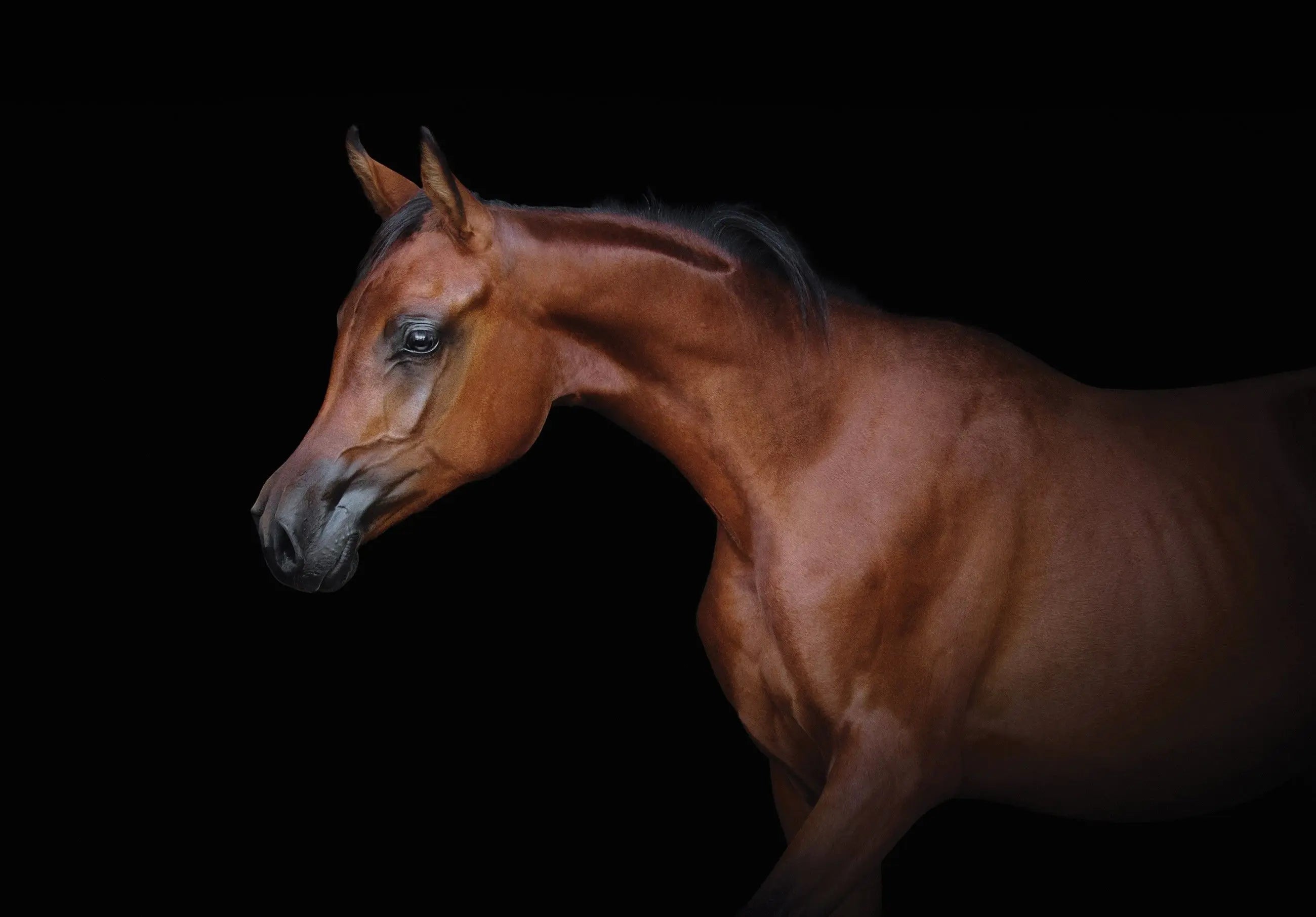 Billede 7 af Fototapet - Brun hest mod sort baggrund højrevendt