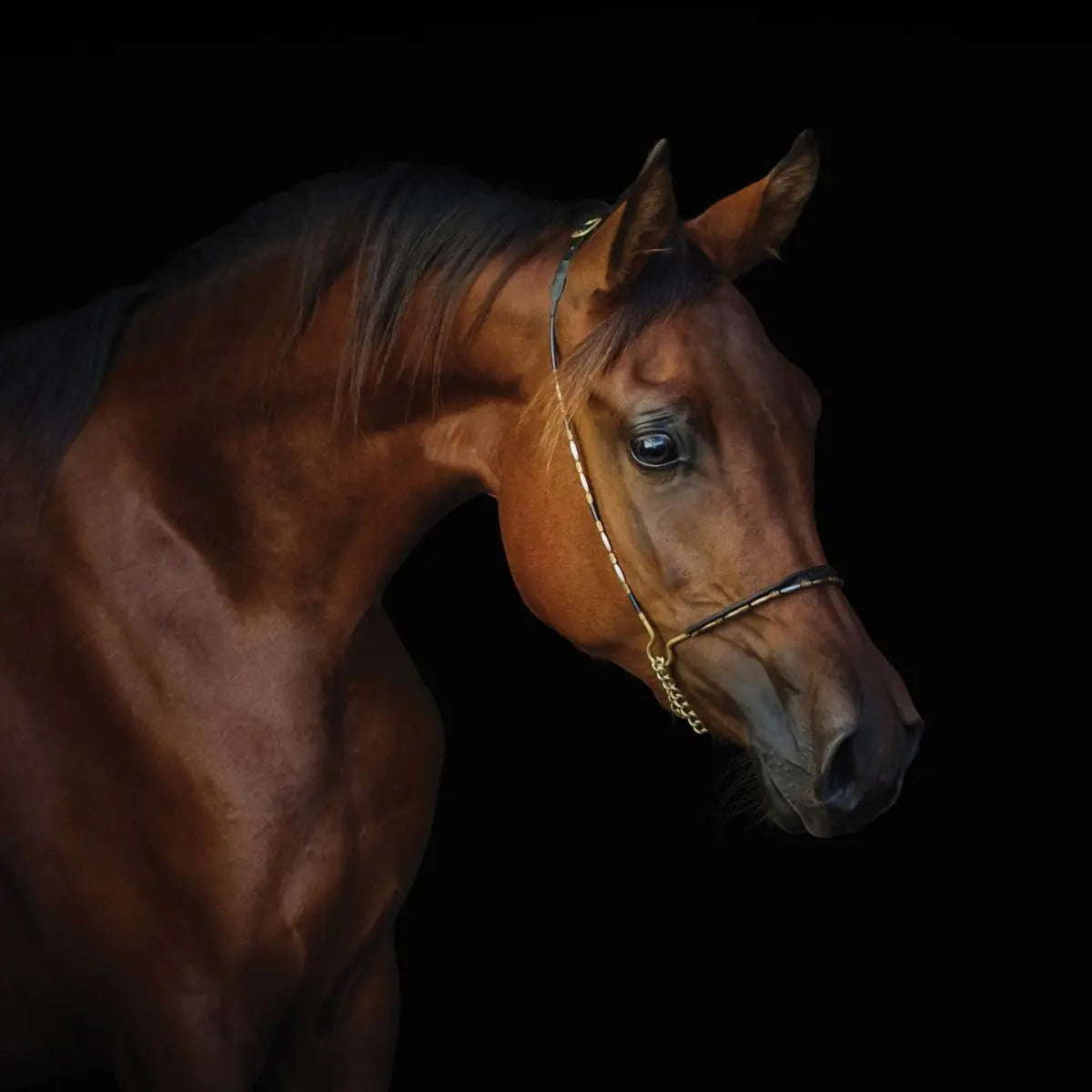 Billede 6 af Fototapet - Brun hest mod sort baggrund, venstrevendt