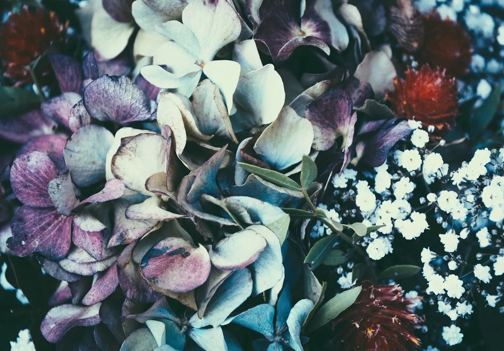 Billede 1 af Fototapet - Bukket med tørrede hortensiaer og hvide brudeslør blomster