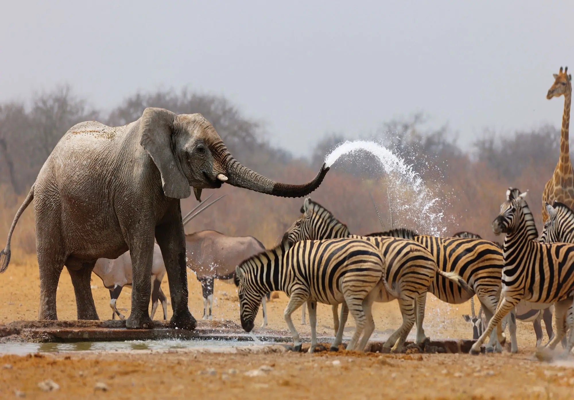 Billede 1 af Fototapet - Elefant sprøjter vand på zebraer ved vandhul i savannen