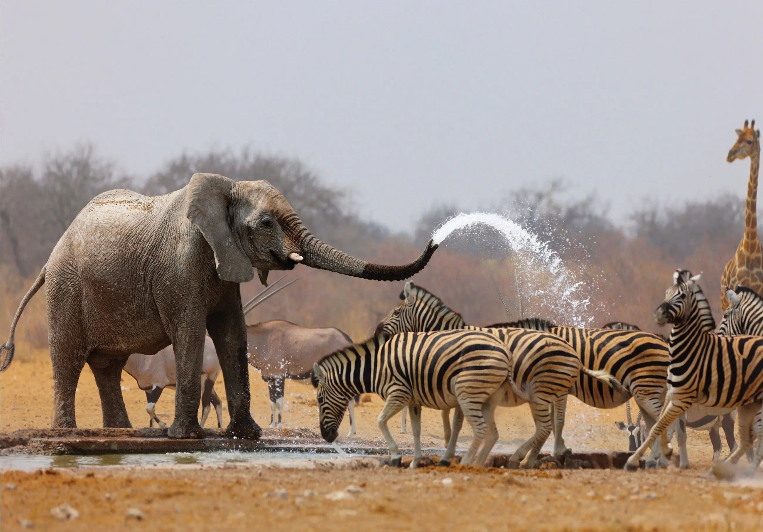 Billede 4 af Fototapet - Elefant sprøjter vand på zebraer ved vandhul i savannen