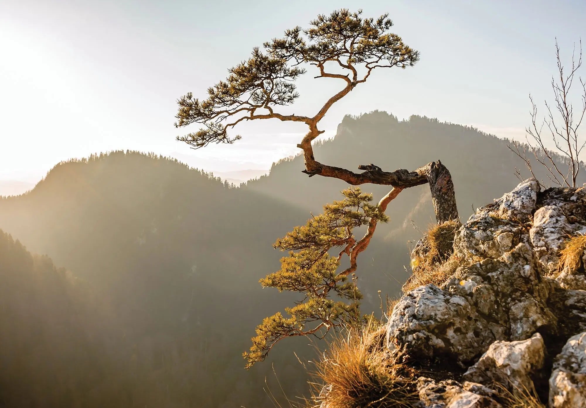 Billede 1 af Fototapet - Enkelt fyrretræ på klippe i solnedgang