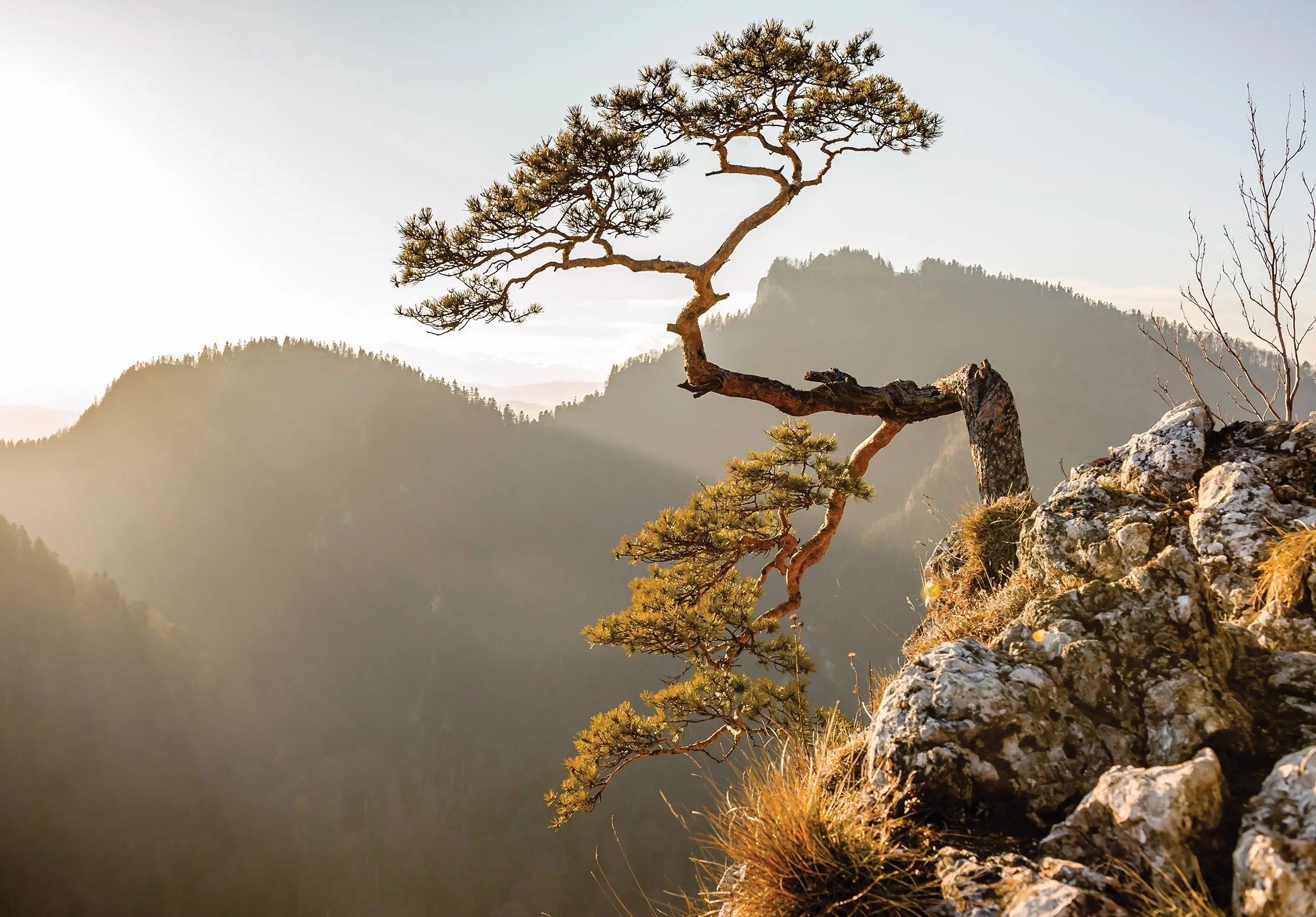 Billede 2 af Fototapet - Enkelt fyrretræ på klippe i solnedgang