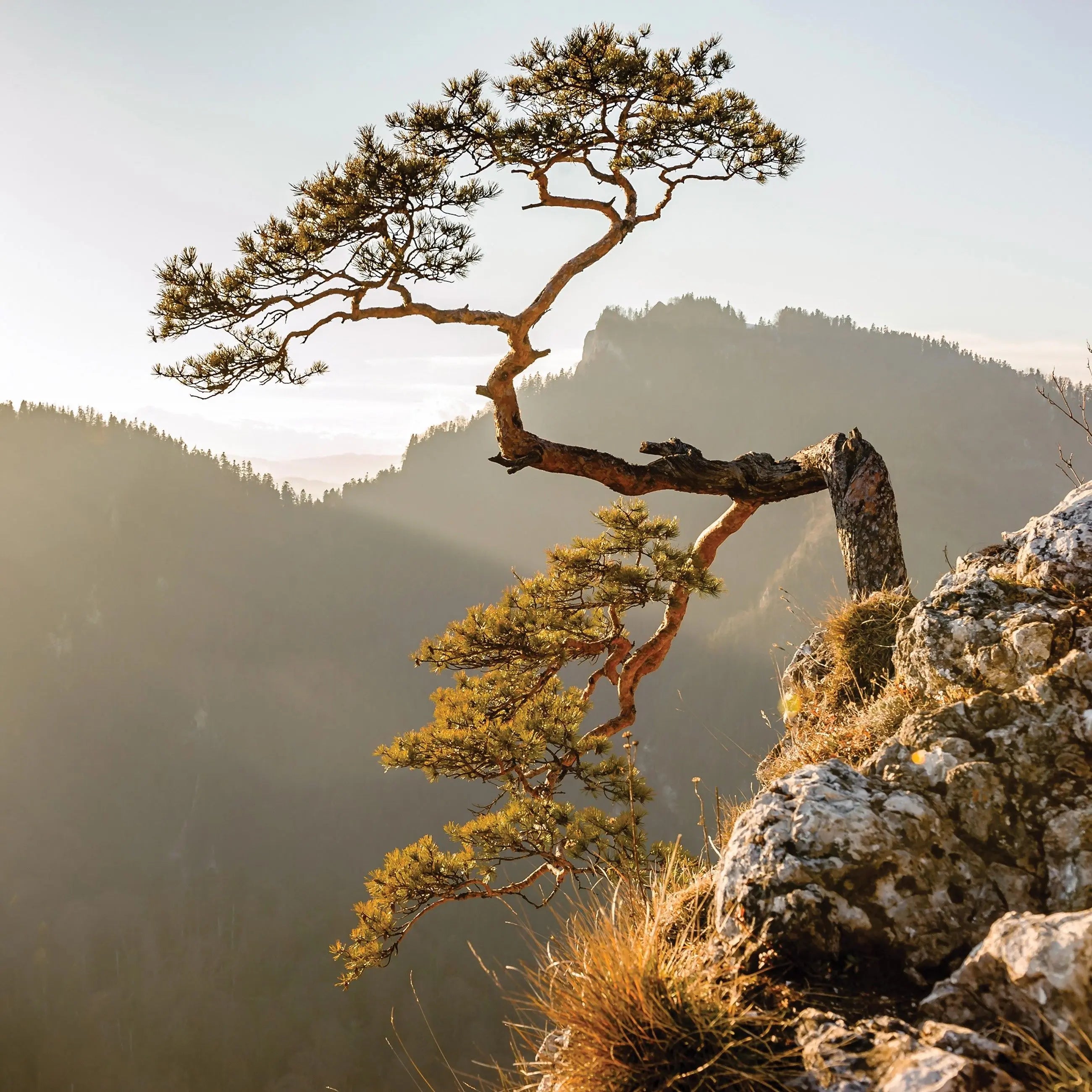 Billede 8 af Fototapet - Enkelt fyrretræ på klippe i solnedgang