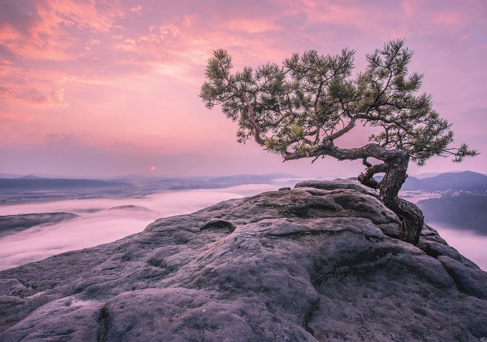 Billede 1 af Fototapet - Ensomme fyrretræ på klippe med lyserød himmel