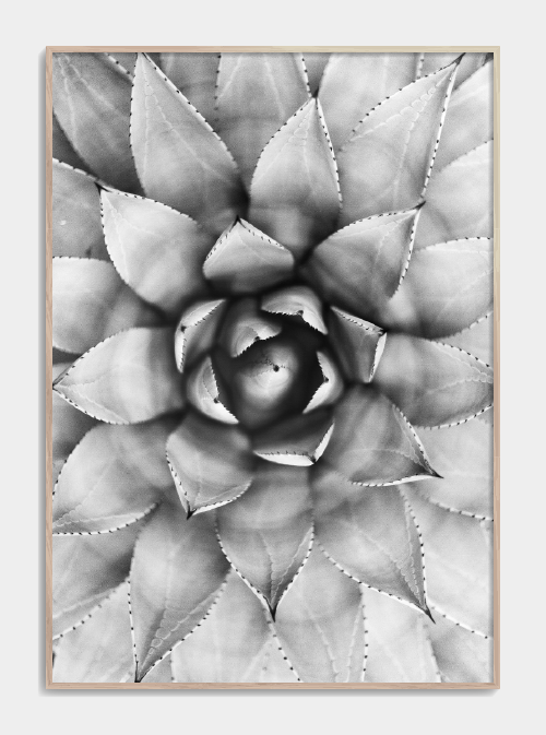 Black and white succulent plakat A3 - Køb poster med kaktus plante