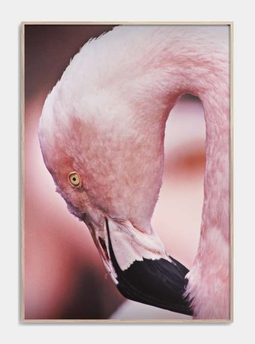 Flamingo plakat Fotokunst A3 - Køb plakater med fugle