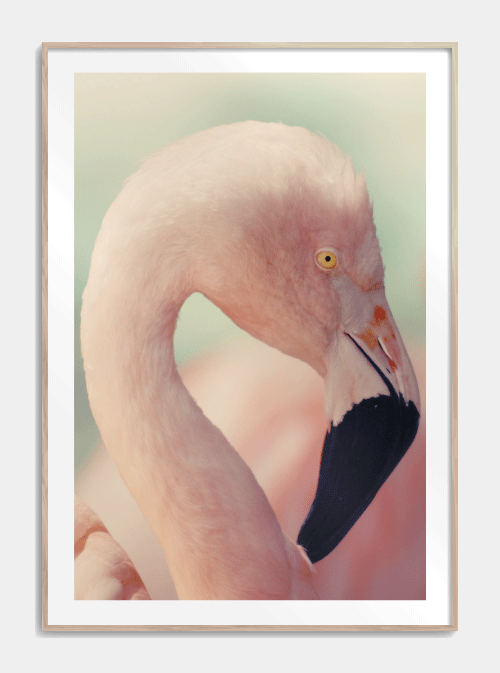 Soft flamingo plakat lyserød flamingo A3 - Køb plakater med fugle