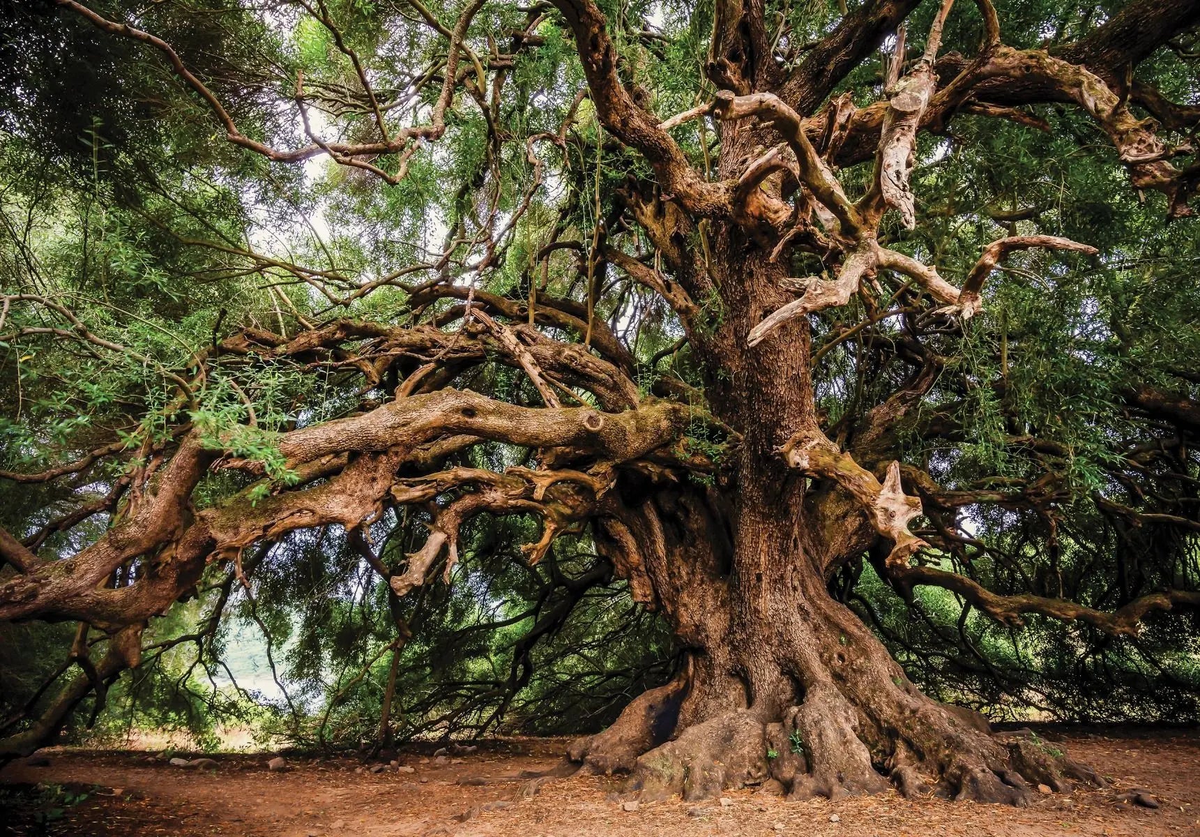 Billede 1 af Fototapet - Gammelt stort træ med krogede grene