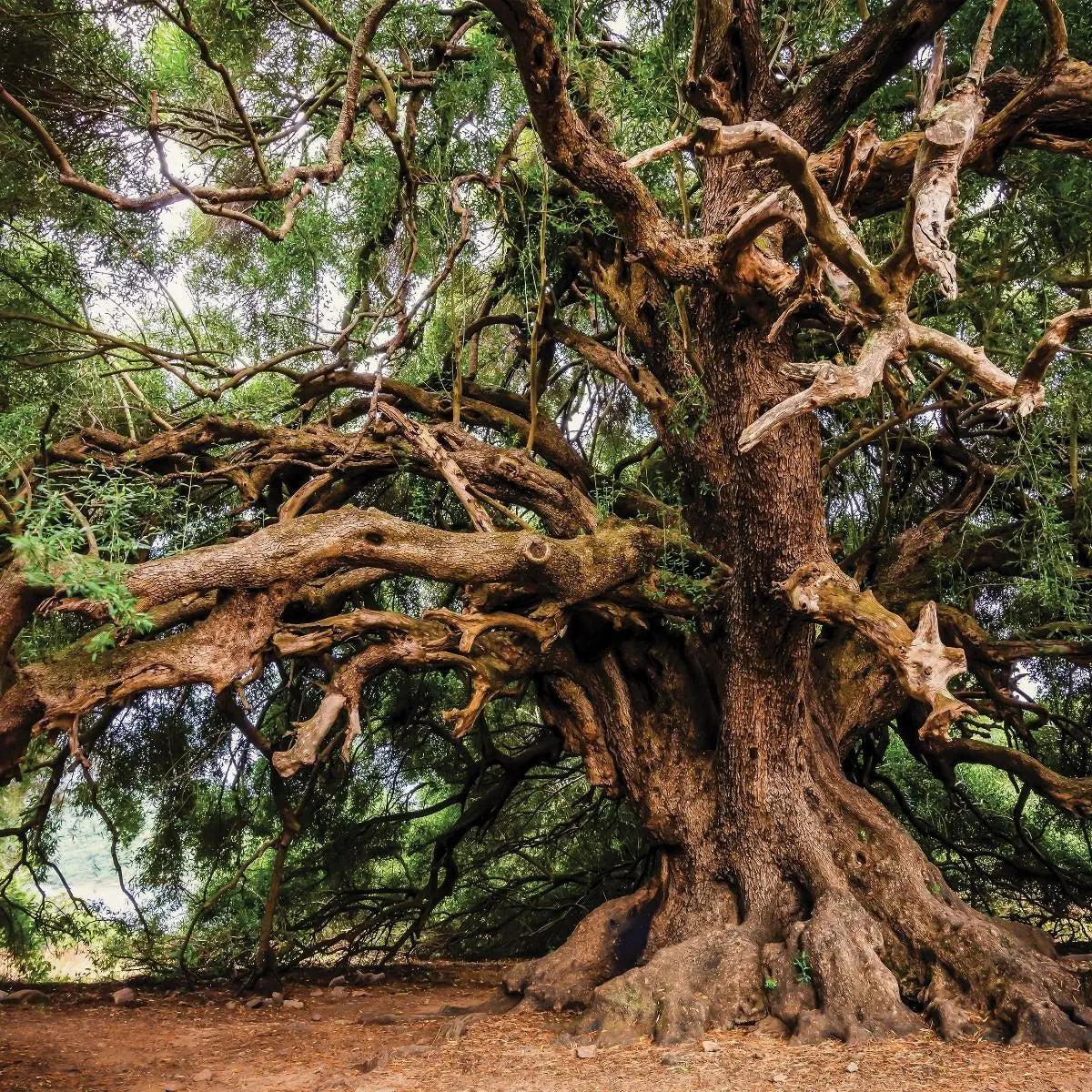 Billede 7 af Fototapet - Gammelt stort træ med krogede grene