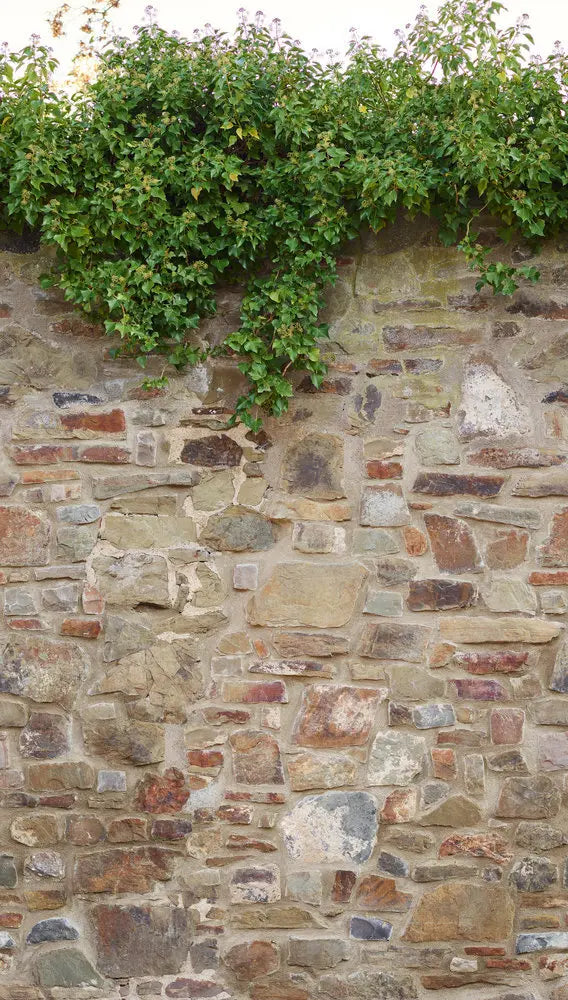 Garden Wall tapet med en naturlig stenmur dækket af grøn vedbend. Perfekt til at skabe et naturligt udseende i hjemmet.