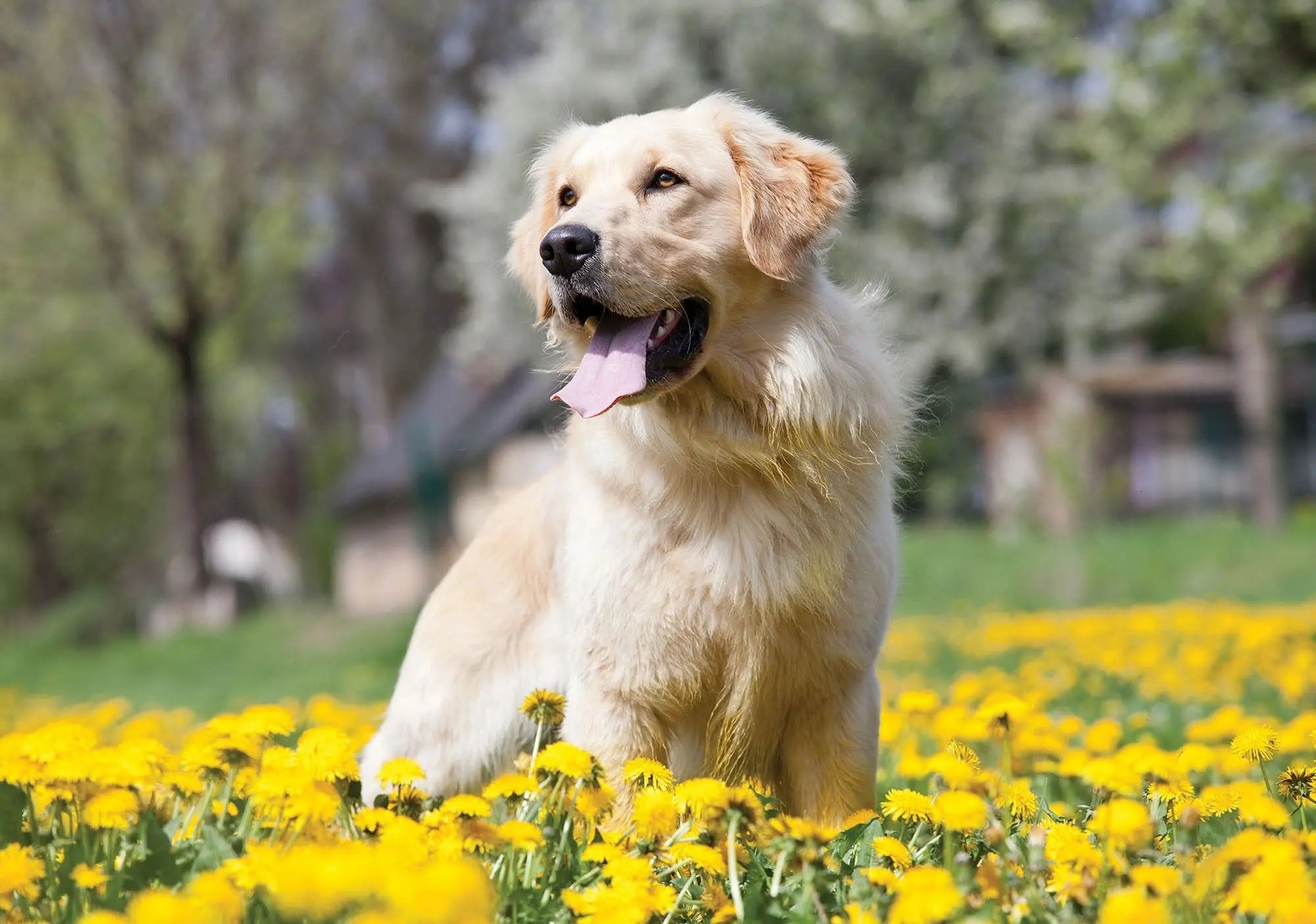 Billede 1 af Fototapet - Golden Retriever siddende i mark med gule mælkebøtter