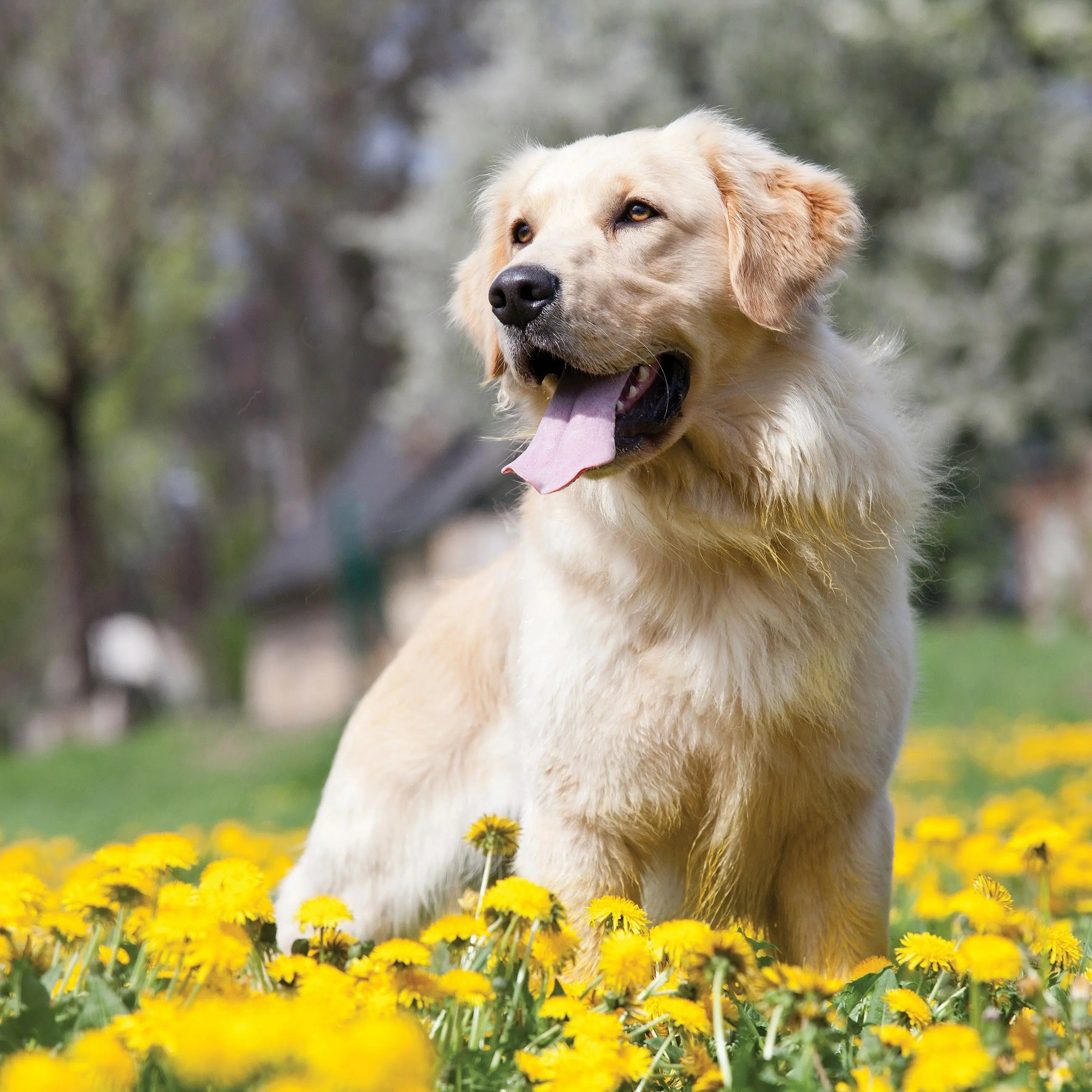 Billede 10 af Fototapet - Golden Retriever siddende i mark med gule mælkebøtter