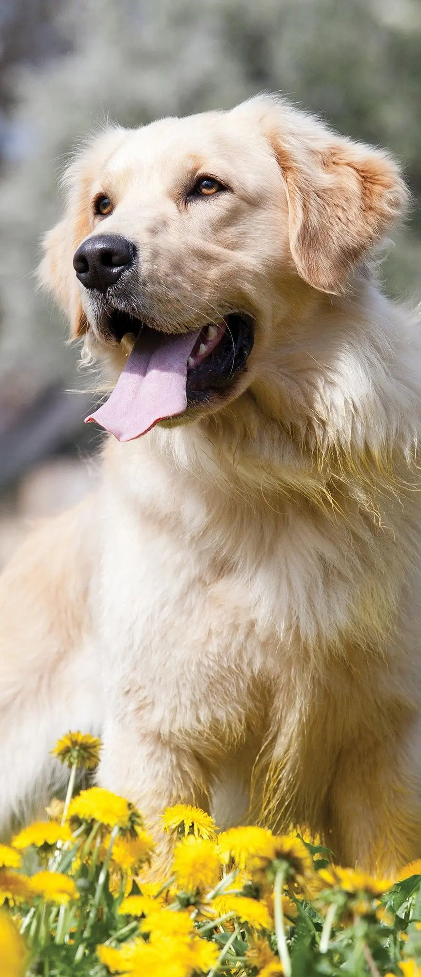 Billede 11 af Fototapet - Golden Retriever siddende i mark med gule mælkebøtter