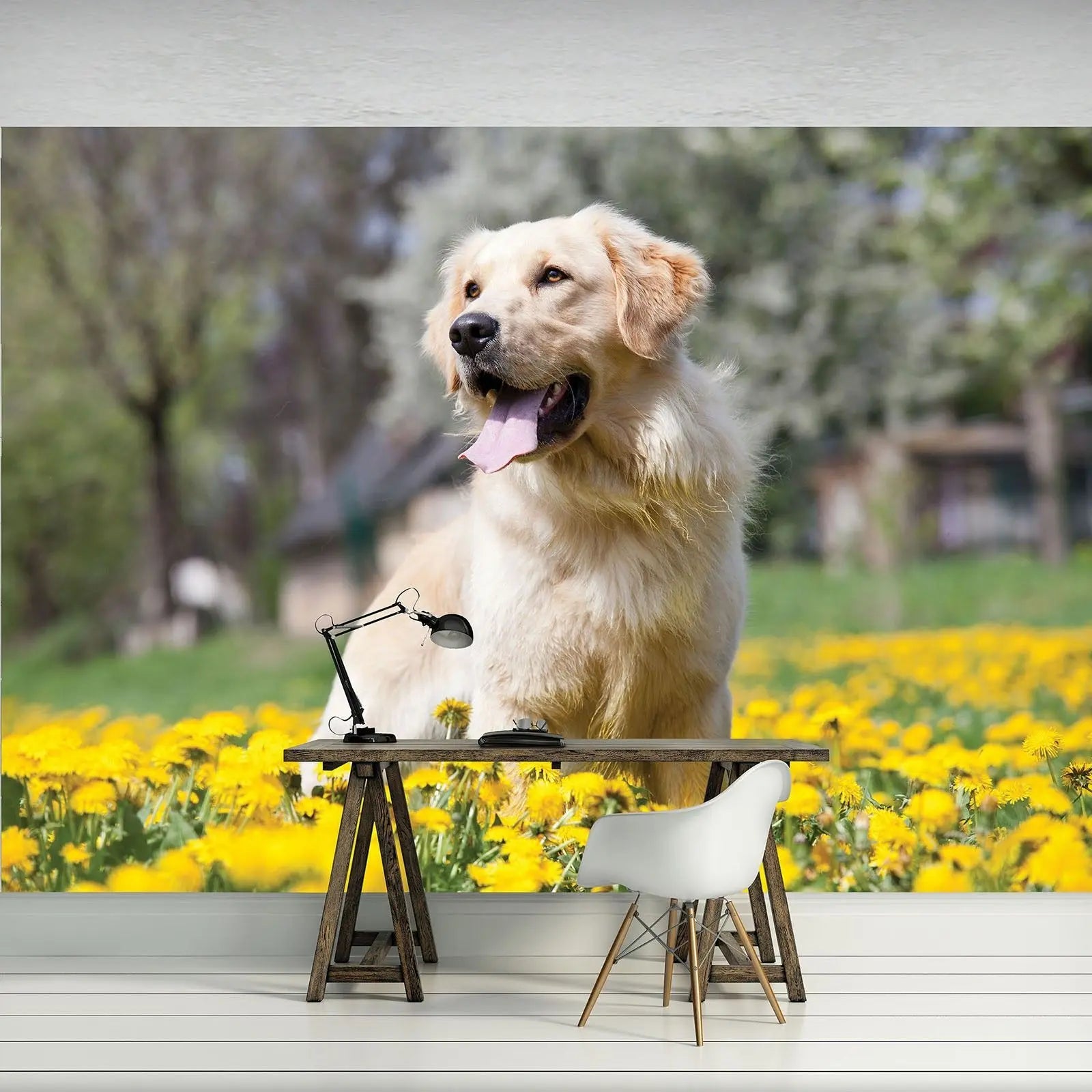 Billede 4 af Fototapet - Golden Retriever siddende i mark med gule mælkebøtter