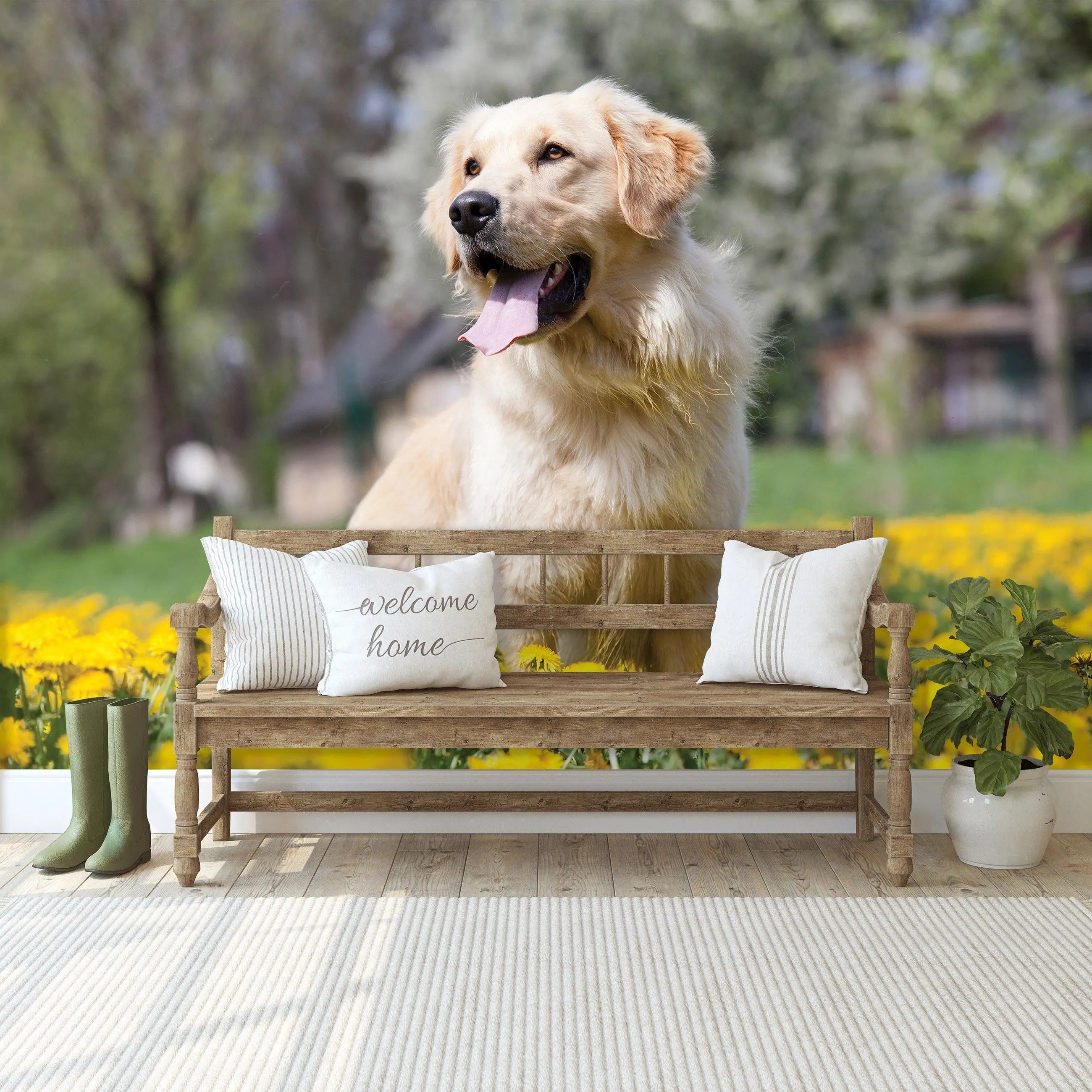 Billede 8 af Fototapet - Golden Retriever siddende i mark med gule mælkebøtter