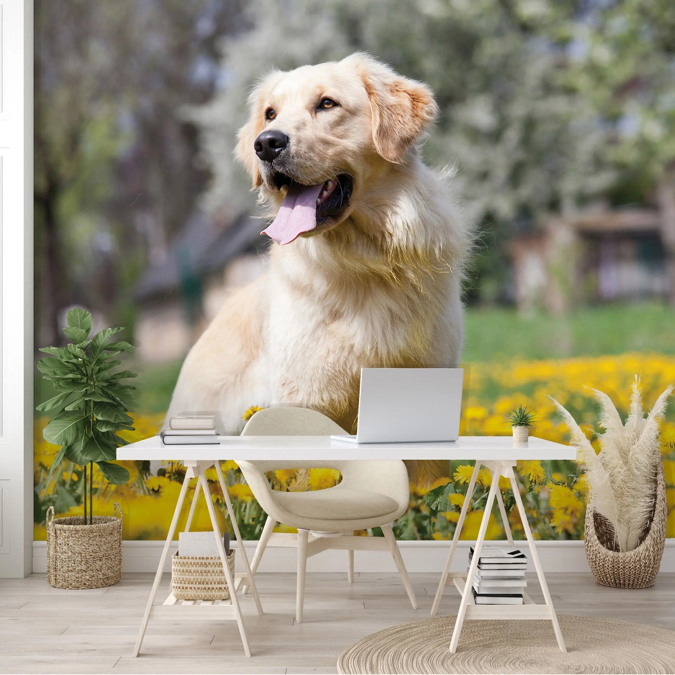 Billede 9 af Fototapet - Golden Retriever siddende i mark med gule mælkebøtter