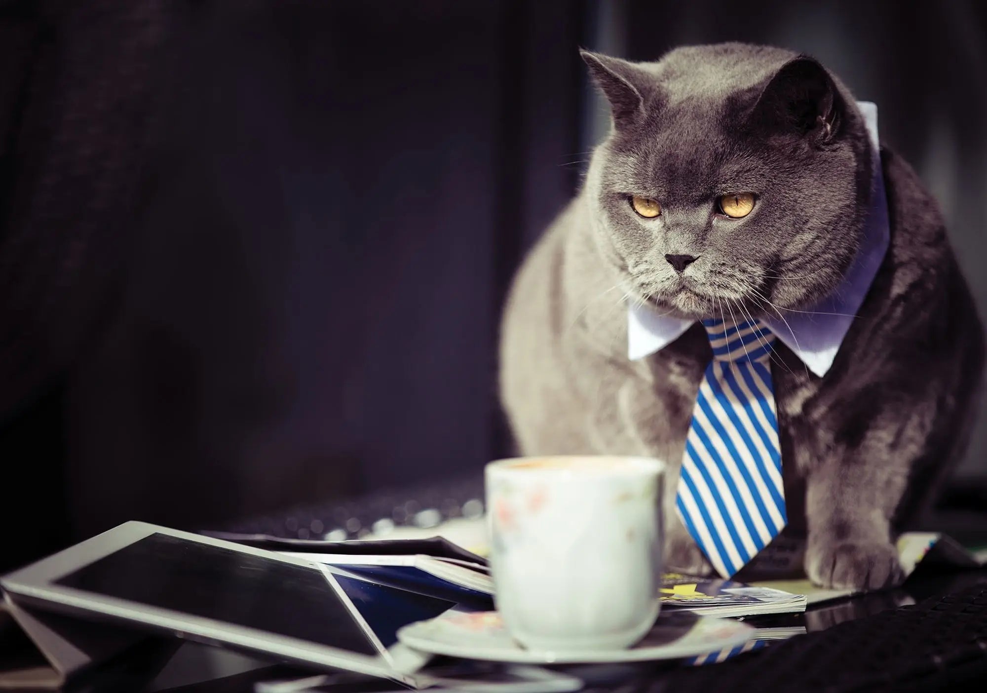 Billede 1 af Fototapet - Grå kat med blåt og hvidstribet slips foran tablet og kaffekop