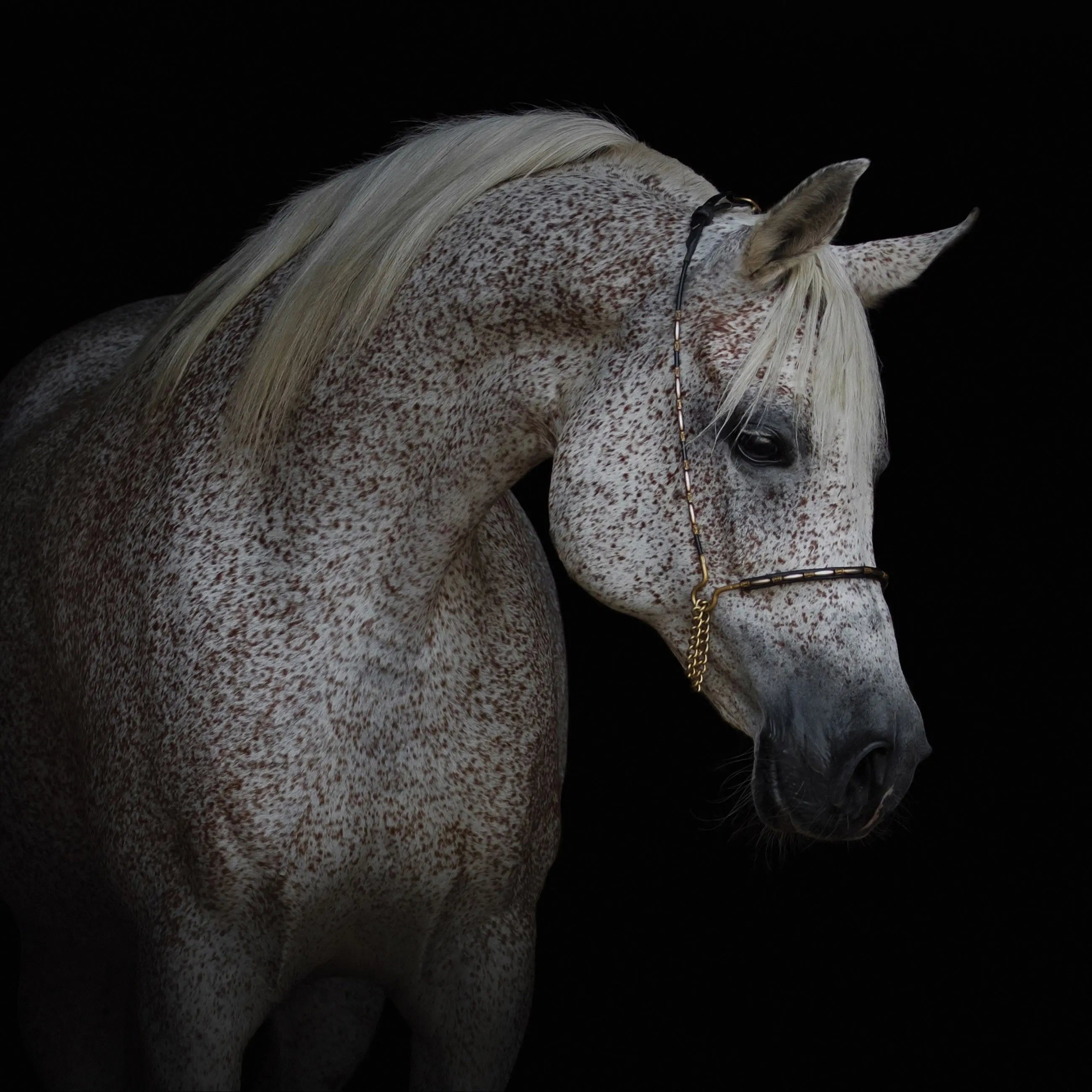 Billede 1 af Fototapet - Gråskimlet hest med tøjle mod sort baggrund