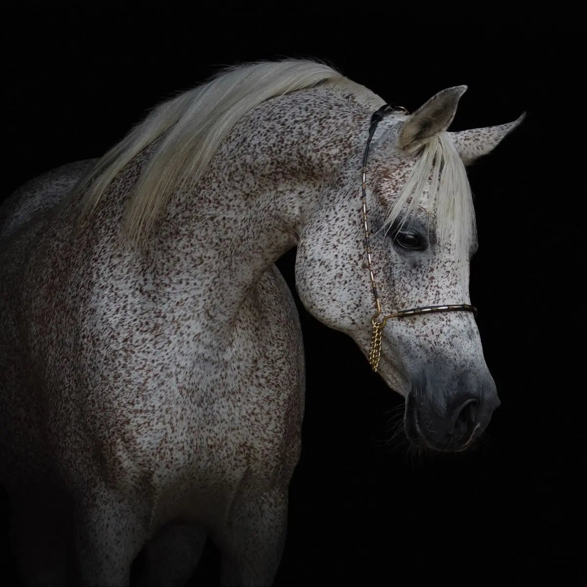 Billede 13 af Fototapet - Gråskimlet hest med tøjle mod sort baggrund