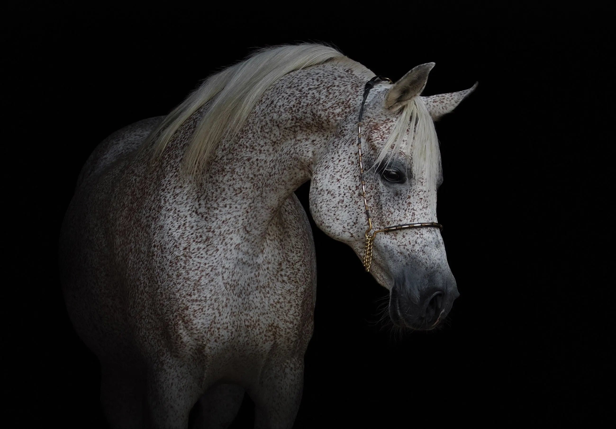 Billede 6 af Fototapet - Gråskimlet hest med tøjle mod sort baggrund