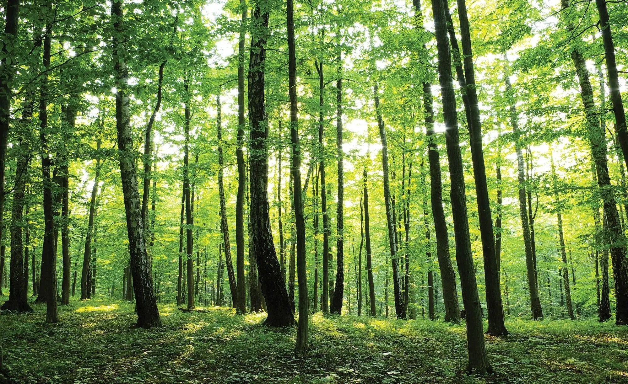 Billede 1 af Fototapet - Grøn skov med sollys gennem trækronerne