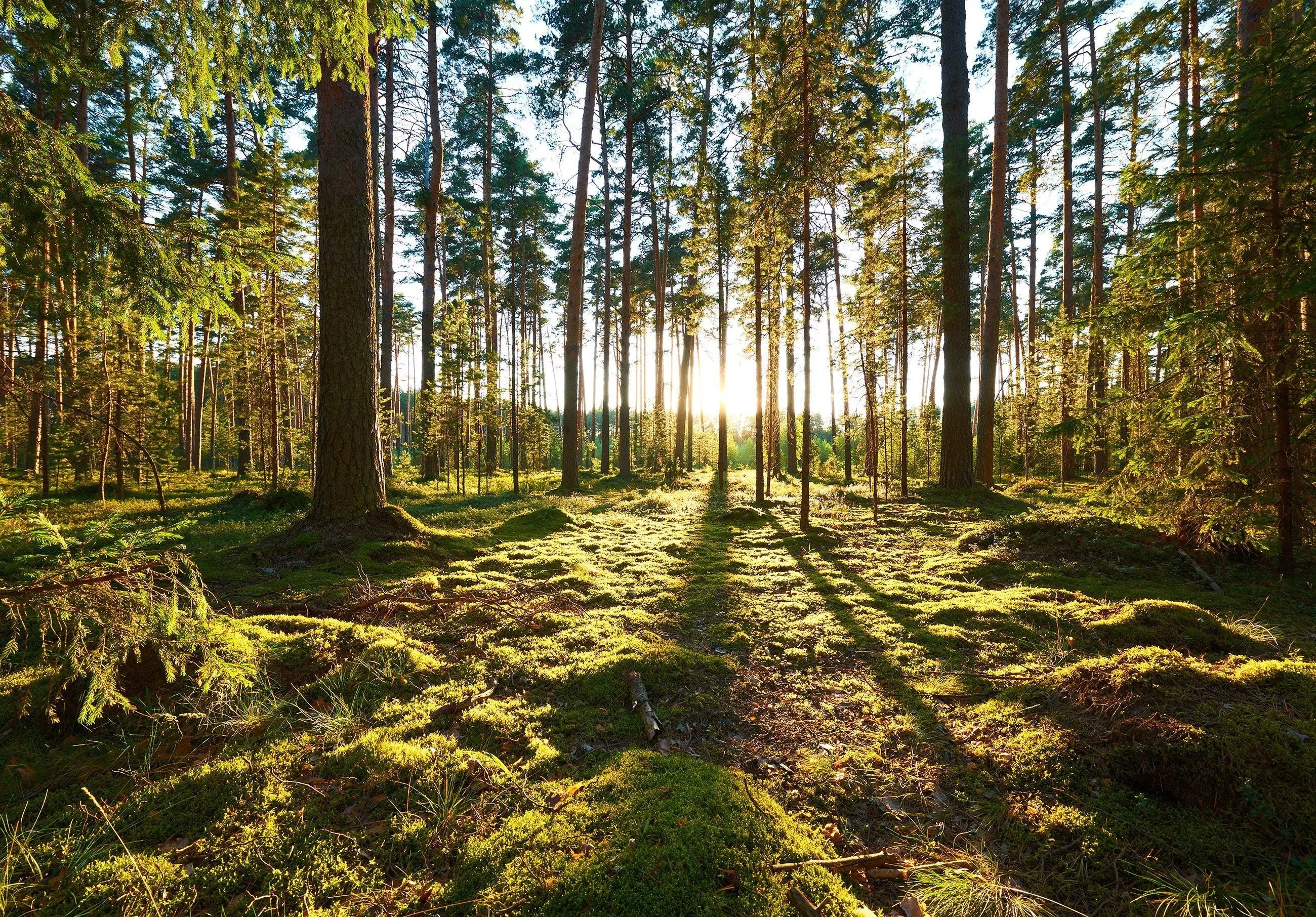 Billede 1 af Fototapet - Grøn skov med sollys og mosdækket skovbund