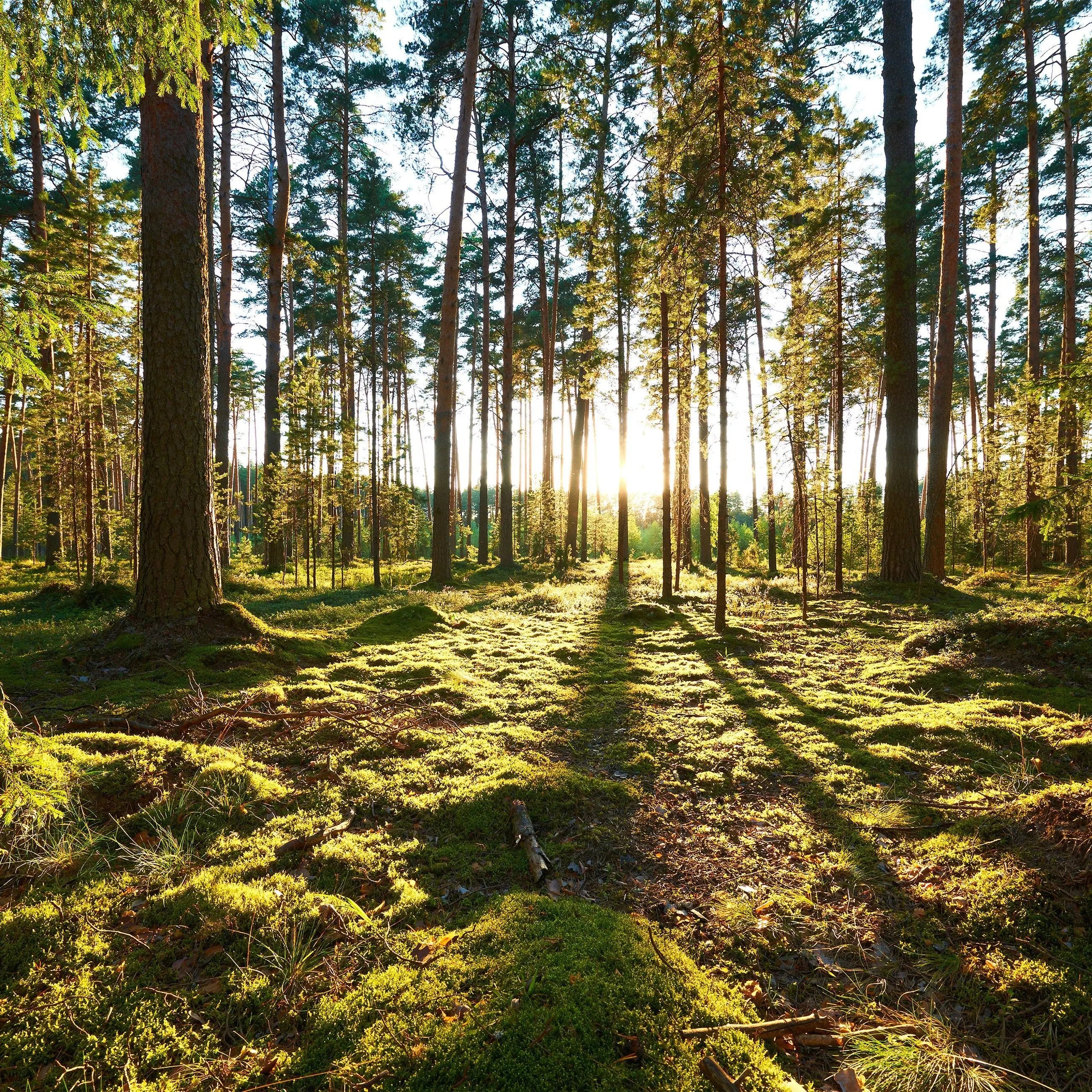 Billede 7 af Fototapet - Grøn skov med sollys og mosdækket skovbund