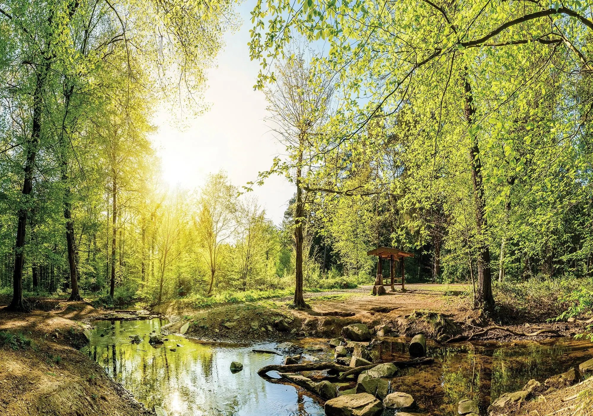 Billede 1 af Fototapet - Grøn skov med solskin og skovsø