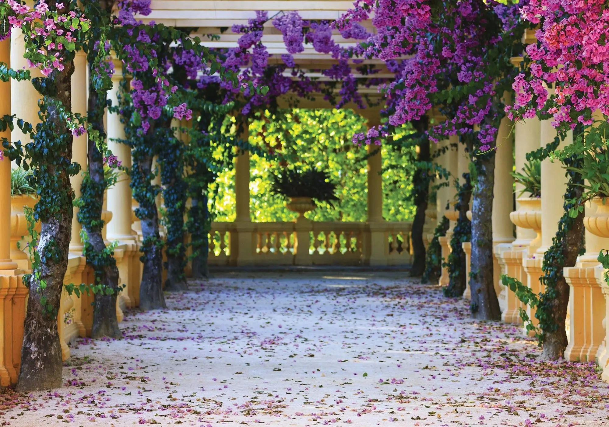 Billede 1 af Fototapet - Gul havepergola med lilla og lyserøde blomster