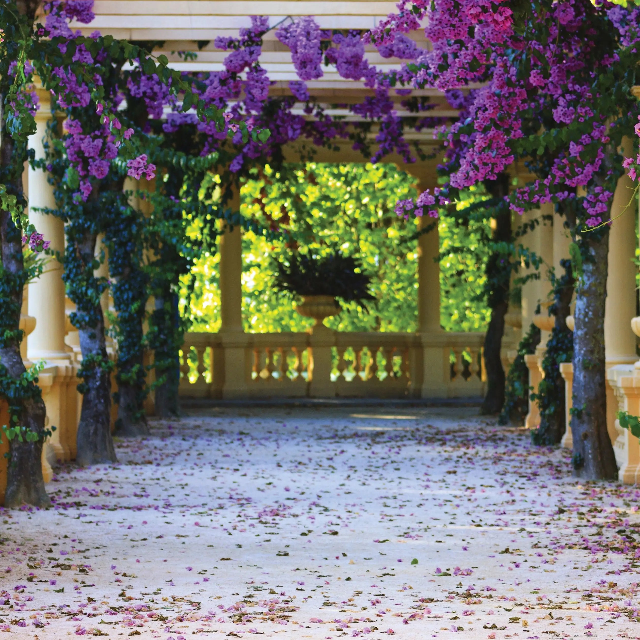 Billede 6 af Fototapet - Gul havepergola med lilla og lyserøde blomster