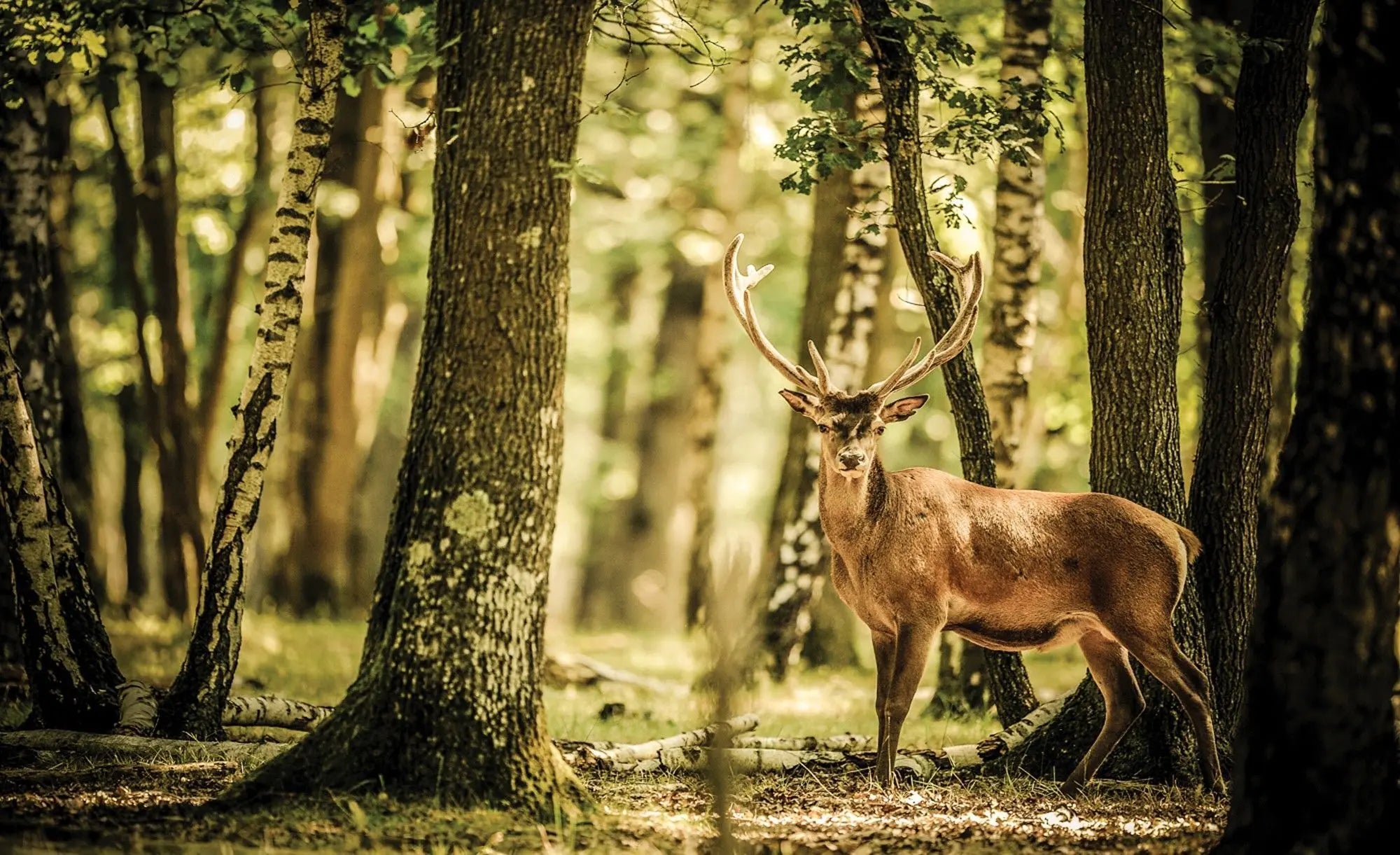 Billede 1 af Fototapet - Hjort med gevir stående i grøn skov