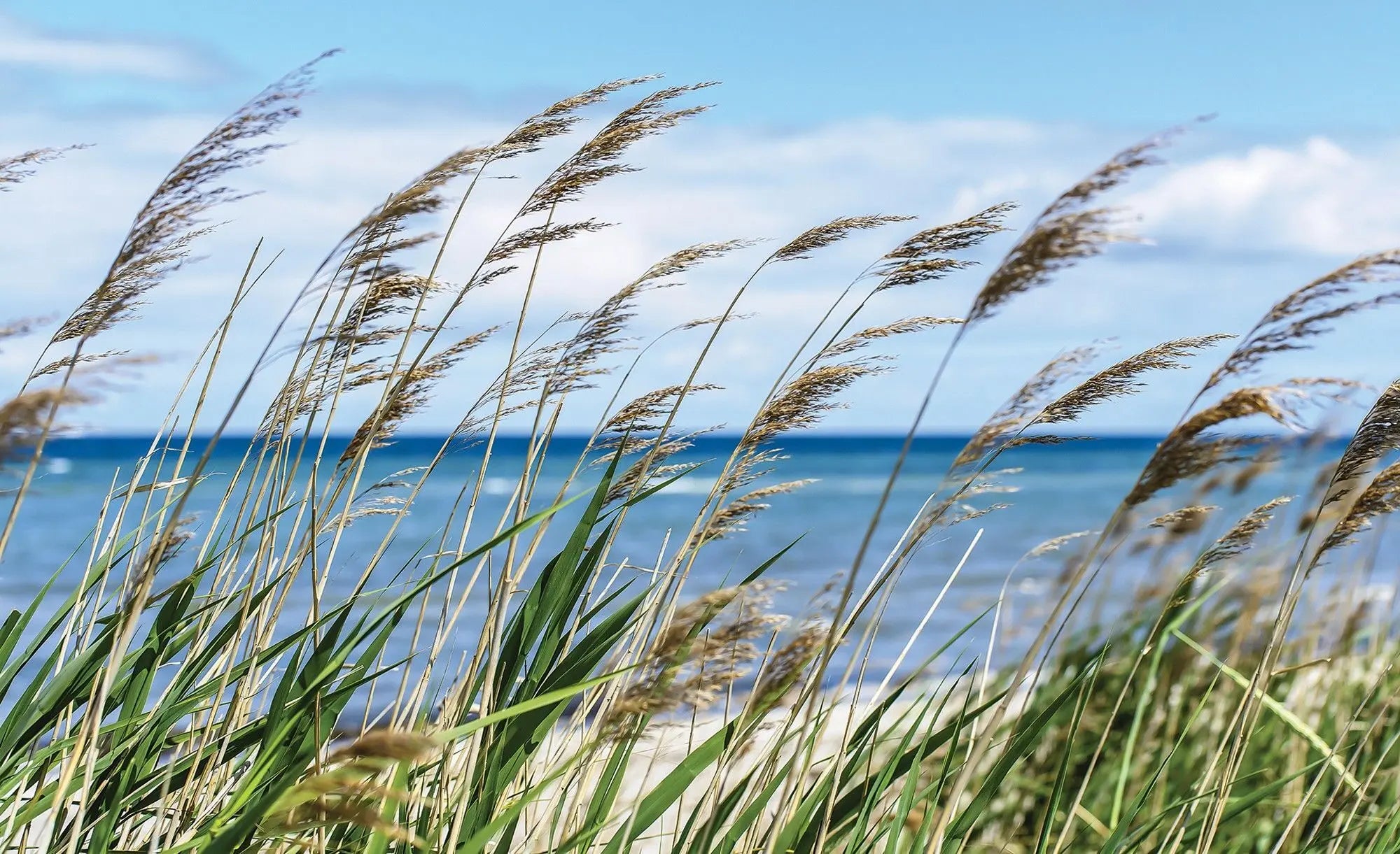 Billede 1 af Fototapet - Høje strandgræsser ved havet under blå himmel